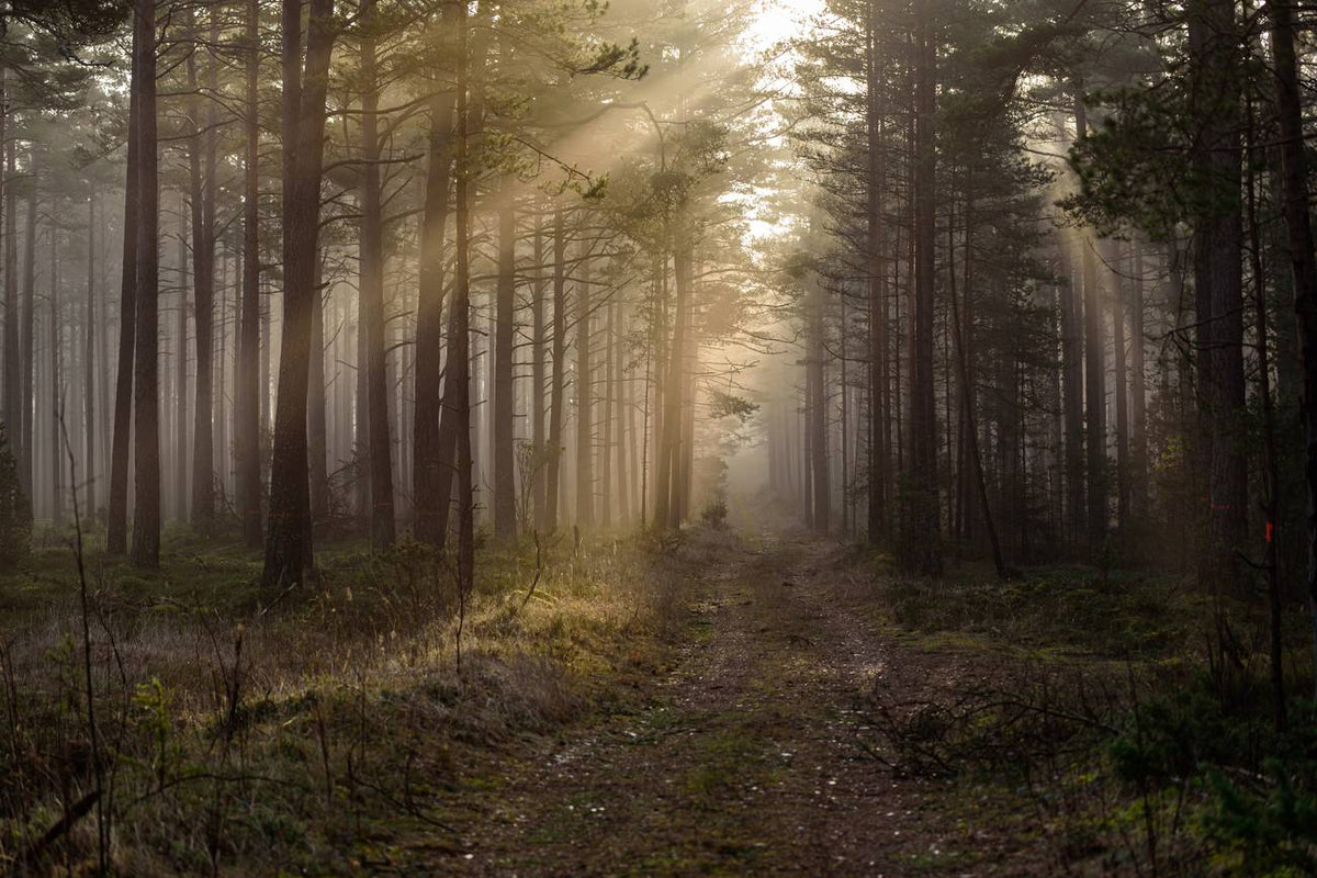 La forêt d’origine